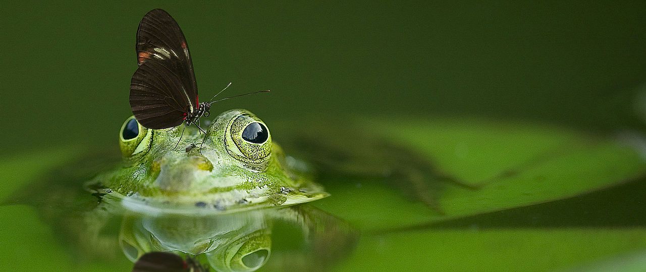 Frosch mit Schmetterling