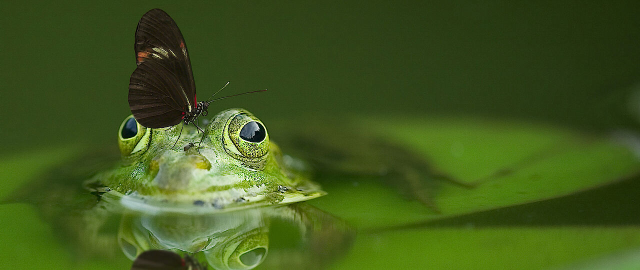 [Translate to English:] Frosch mit Schmetterling