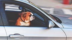Fotogalerie mit Hunden