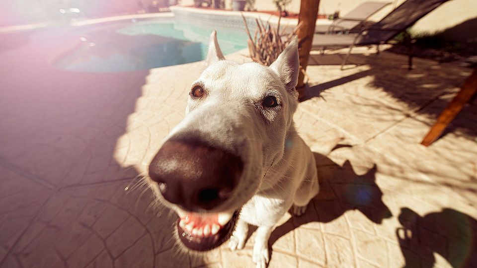 Fotogalerie mit Hunden (Alternativer Text)