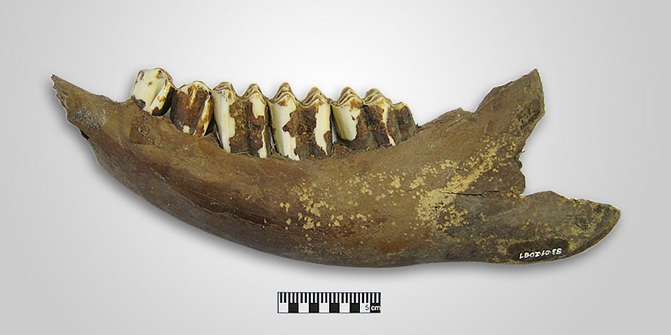 Alternativer Text des Bildes