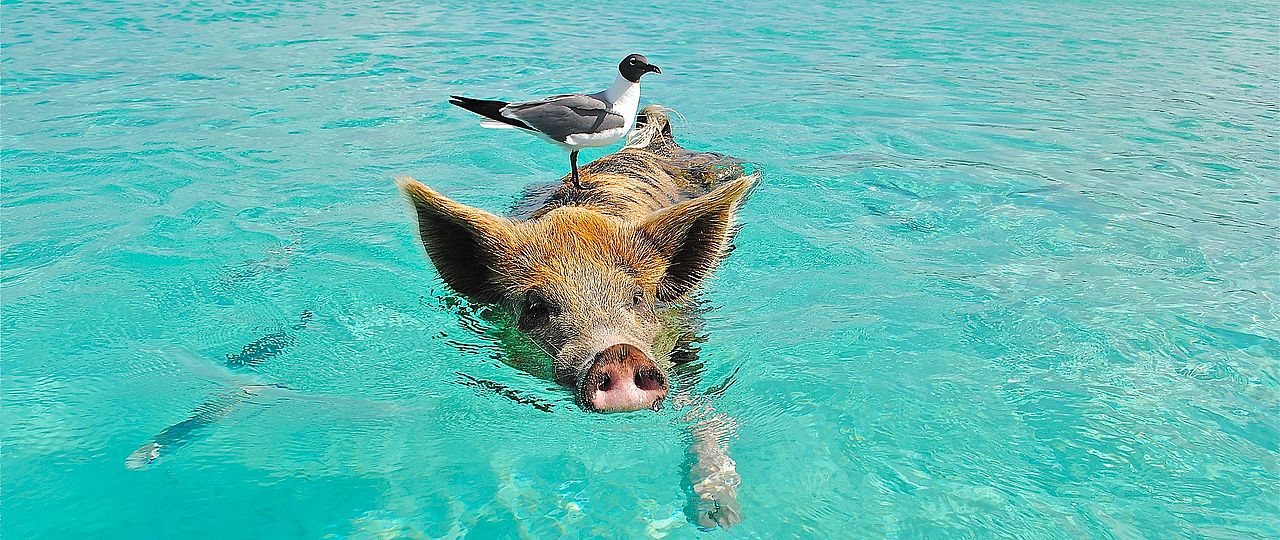 Schwimmendes Schwein mit Möwe