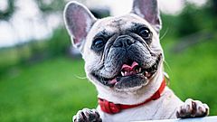 [Translate to English:] Fotogalerie mit Hunden (Alternativer Text)