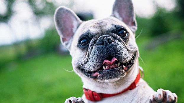 Fotogalerie mit Hunden